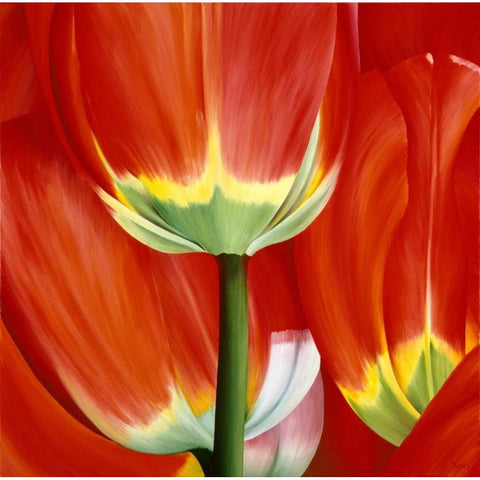 Most Beautiful Tulip I Black Modern Wood Framed Art Print by Poelstra-Holzhaus, Yvonne