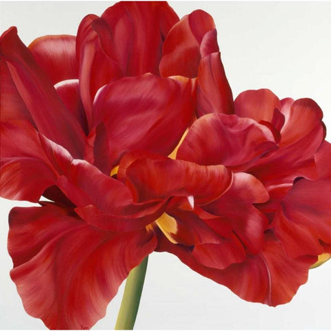 Colourful Floral II Black Modern Wood Framed Art Print by Poelstra-Holzhaus, Yvonne