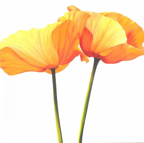 Yellow Poppy White Modern Wood Framed Art Print with Double Matting by Poelstra-Holzhaus, Yvonne