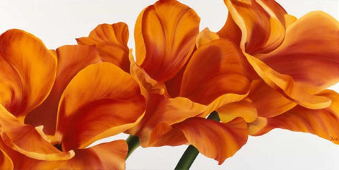 Fancy Flower II White Modern Wood Framed Art Print with Double Matting by Poelstra-Holzhaus, Yvonne