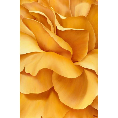 Magnificant Flower I Black Modern Wood Framed Art Print with Double Matting by Poelstra-Holzhaus, Yvonne