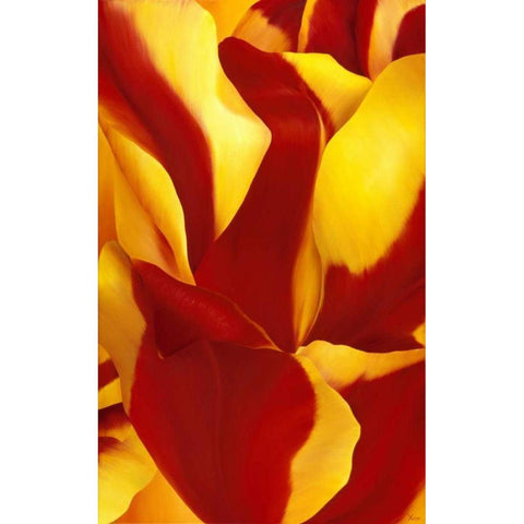 Magnificant Flower II White Modern Wood Framed Art Print by Poelstra-Holzhaus, Yvonne