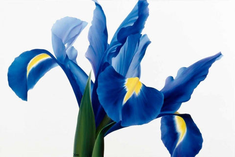 Purple floral II White Modern Wood Framed Art Print with Double Matting by Poelstra-Holzhaus, Yvonne