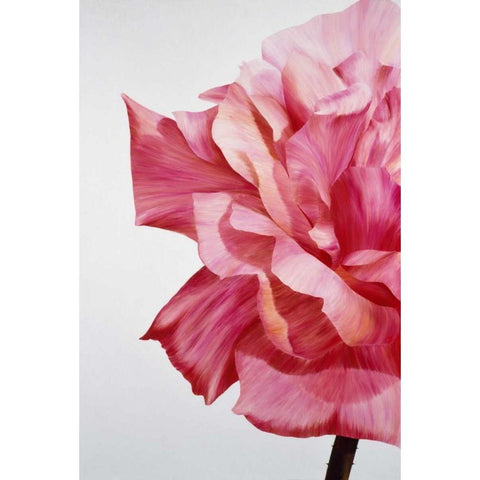 Pink Twin I White Modern Wood Framed Art Print by Poelstra-Holzhaus, Yvonne