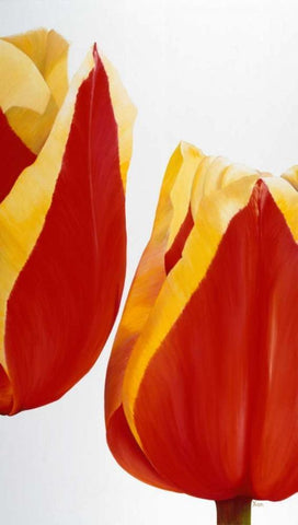 Stay there! Black Ornate Wood Framed Art Print with Double Matting by Poelstra-Holzhaus, Yvonne