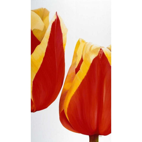 Stay there! Black Modern Wood Framed Art Print by Poelstra-Holzhaus, Yvonne