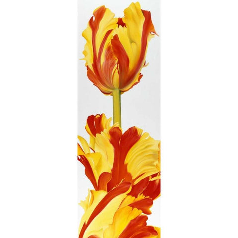 Taller then you! Black Modern Wood Framed Art Print by Poelstra-Holzhaus, Yvonne