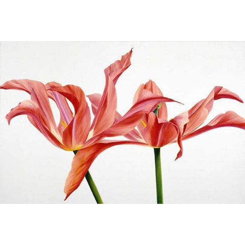 Dancing Floriade Gold Ornate Wood Framed Art Print with Double Matting by Poelstra-Holzhaus, Yvonne