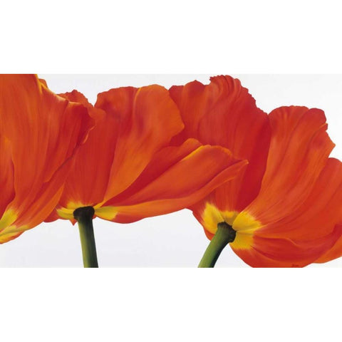 Spring dance Gold Ornate Wood Framed Art Print with Double Matting by Poelstra-Holzhaus, Yvonne