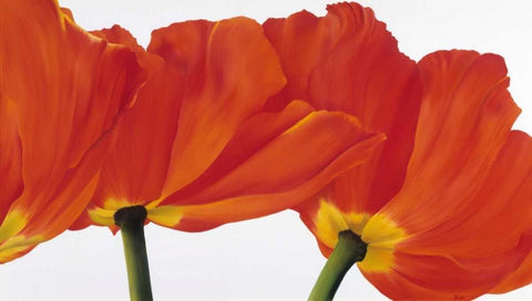 Spring dance White Modern Wood Framed Art Print with Double Matting by Poelstra-Holzhaus, Yvonne