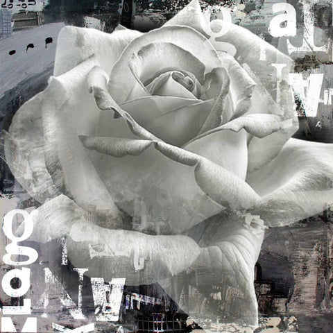 White Rose II White Modern Wood Framed Art Print with Double Matting by Baker, Micha