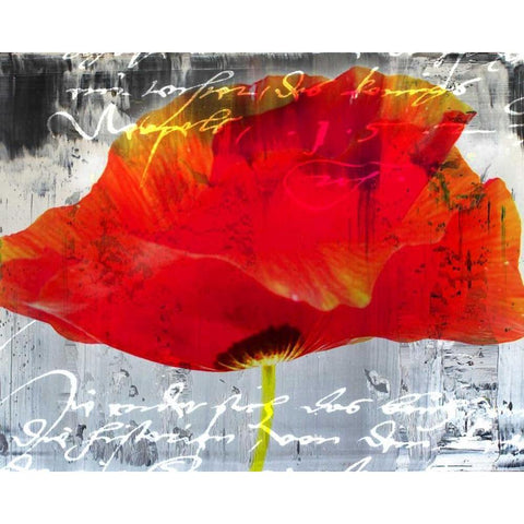 Poppy Story II Black Modern Wood Framed Art Print with Double Matting by Baker, Micha