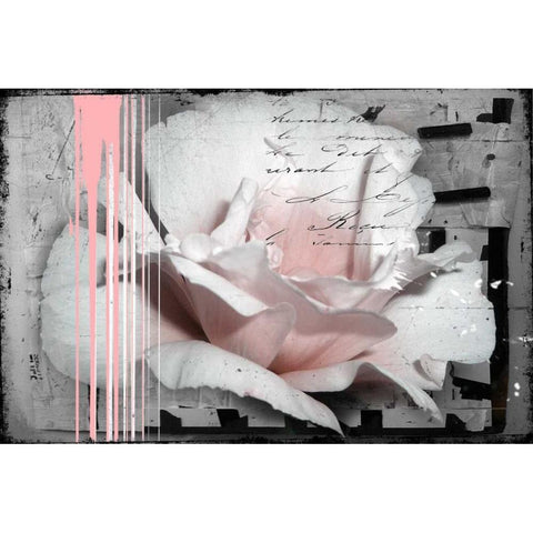 Pink Rose Black Modern Wood Framed Art Print by Baker, Micha