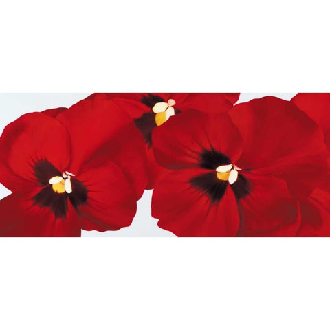 Red I - pansies Black Modern Wood Framed Art Print by Poelstra-Holzhaus, Yvonne