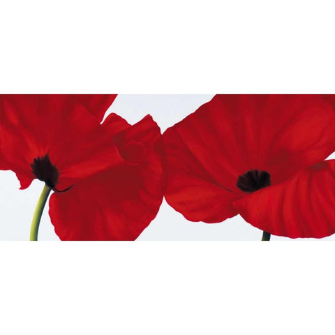 Red II - poppies Black Modern Wood Framed Art Print with Double Matting by Poelstra-Holzhaus, Yvonne