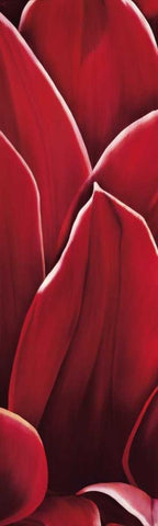 Dahlia II White Modern Wood Framed Art Print with Double Matting by Poelstra-Holzhaus, Yvonne