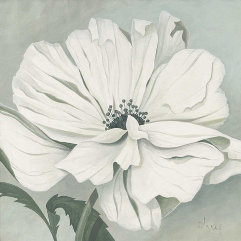 White poppy Black Modern Wood Framed Art Print by Heigl, Franz
