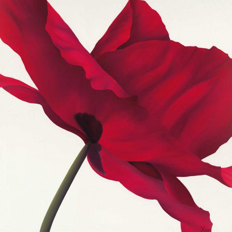 Papaver I Black Modern Wood Framed Art Print by Poelstra-Holzhaus, Yvonne