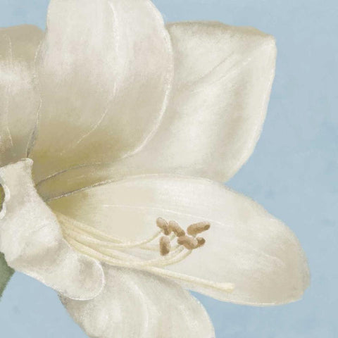 White amaryllis I Black Modern Wood Framed Art Print by Linda, Wood