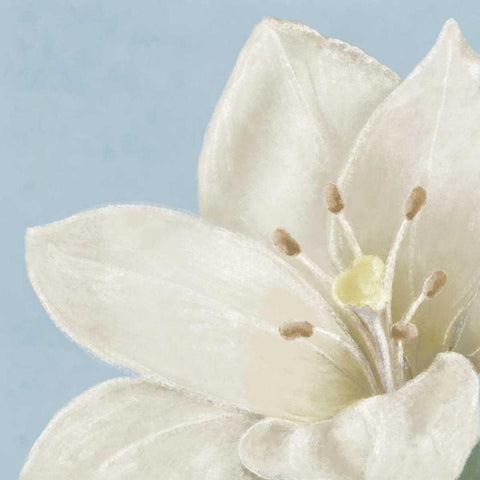 White amaryllis II Black Ornate Wood Framed Art Print with Double Matting by Linda, Wood