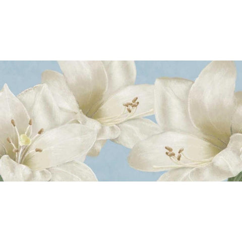 White Amaryllis III Black Modern Wood Framed Art Print by Linda, Wood