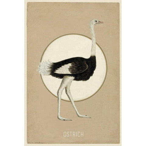 Ostrich Gold Ornate Wood Framed Art Print with Double Matting by Waltz, Anne