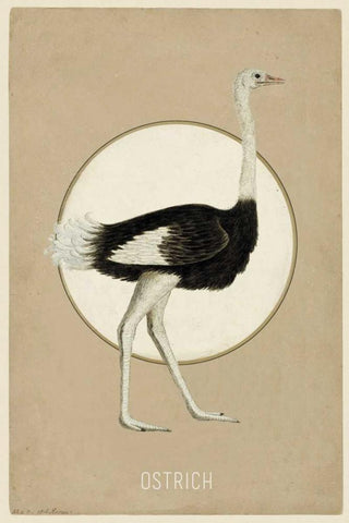 Ostrich Black Ornate Wood Framed Art Print with Double Matting by Waltz, Anne