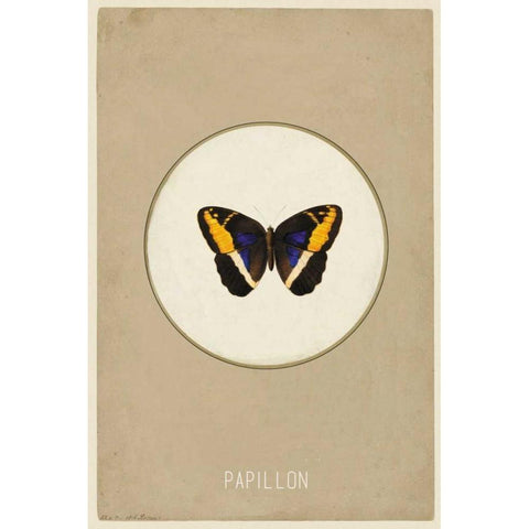 Papillion White Modern Wood Framed Art Print by Waltz, Anne