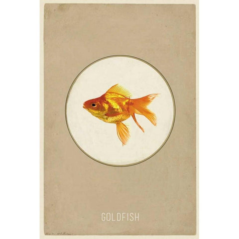 Goldfish Black Modern Wood Framed Art Print with Double Matting by Waltz, Anne