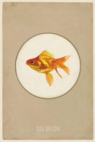 Goldfish Black Ornate Wood Framed Art Print with Double Matting by Waltz, Anne