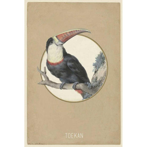 Toekan White Modern Wood Framed Art Print by Waltz, Anne