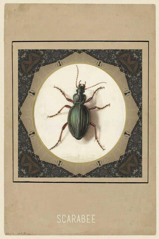 Scarabee Black Ornate Wood Framed Art Print with Double Matting by Waltz, Anne