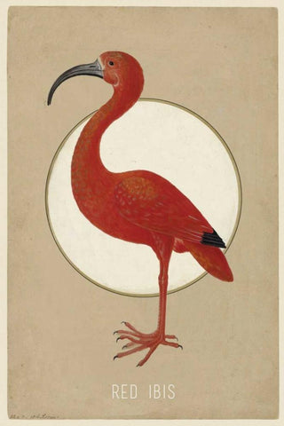 Red Ibis Black Ornate Wood Framed Art Print with Double Matting by Waltz, Anne