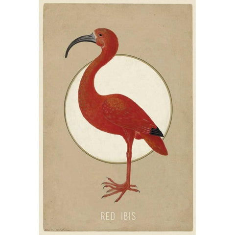 Red Ibis Black Modern Wood Framed Art Print by Waltz, Anne