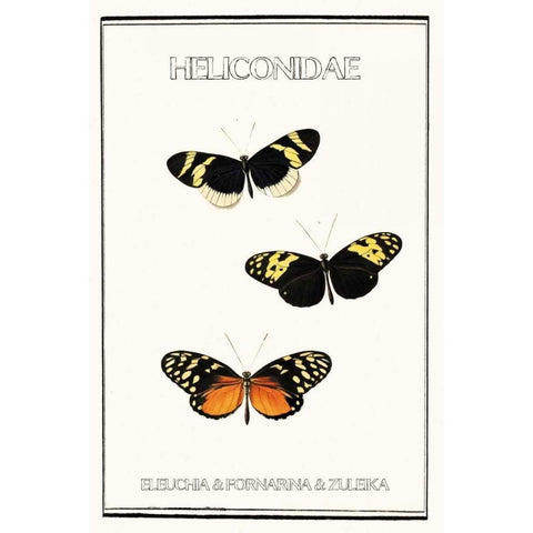 Heliconidae Gold Ornate Wood Framed Art Print with Double Matting by Waltz, Anne