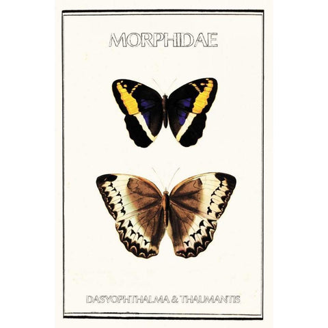 Morphidae Black Modern Wood Framed Art Print with Double Matting by Waltz, Anne