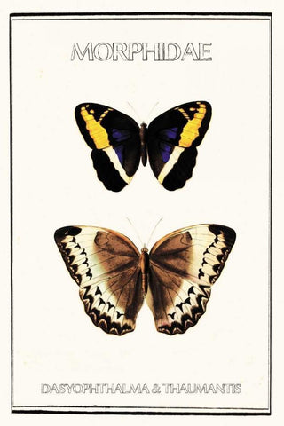 Morphidae Black Ornate Wood Framed Art Print with Double Matting by Waltz, Anne