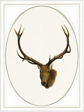 Deer II Black Ornate Wood Framed Art Print with Double Matting by Waltz, Anne