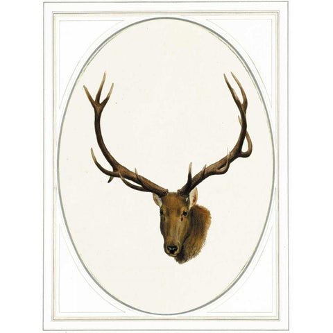 Deer II Black Modern Wood Framed Art Print with Double Matting by Waltz, Anne