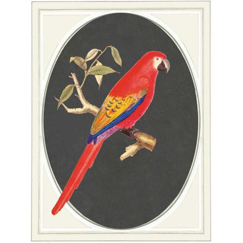 parrot red Gold Ornate Wood Framed Art Print with Double Matting by Waltz, Anne