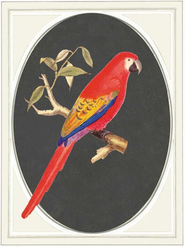 parrot red Black Ornate Wood Framed Art Print with Double Matting by Waltz, Anne