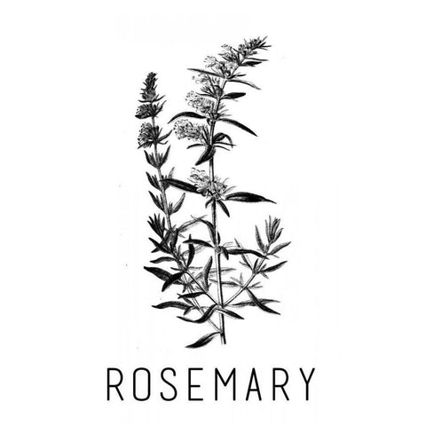 Rosemary White Modern Wood Framed Art Print by Waltz, Anne