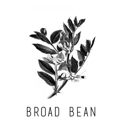 Broad Bean Black Modern Wood Framed Art Print with Double Matting by Waltz, Anne