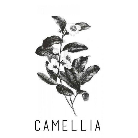 Camella Black Modern Wood Framed Art Print by Waltz, Anne