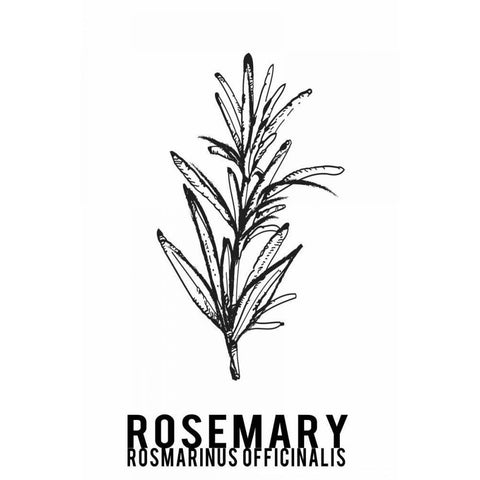 Rosemary herbs  Black Modern Wood Framed Art Print with Double Matting by Waltz, Anne