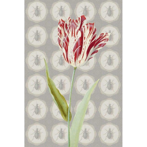 Keizer tulp  White Modern Wood Framed Art Print by Waltz, Anne