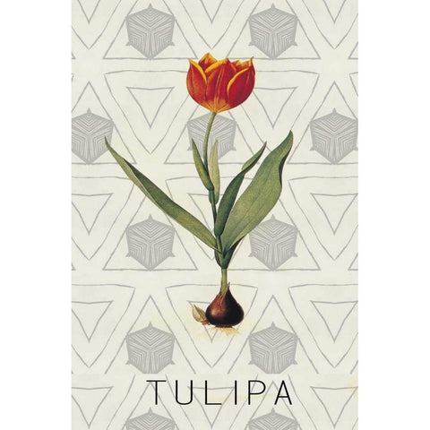 Tulipa Black Modern Wood Framed Art Print with Double Matting by Waltz, Anne