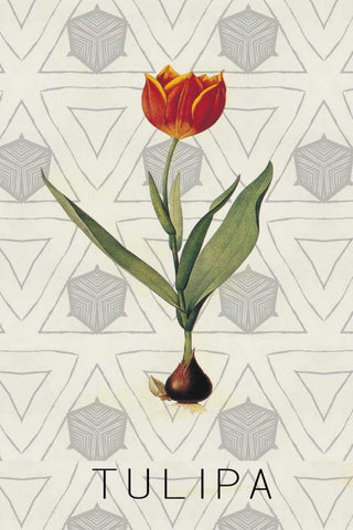 Tulipa Black Ornate Wood Framed Art Print with Double Matting by Waltz, Anne