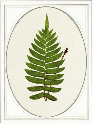 Leaf Black Ornate Wood Framed Art Print with Double Matting by Waltz, Anne