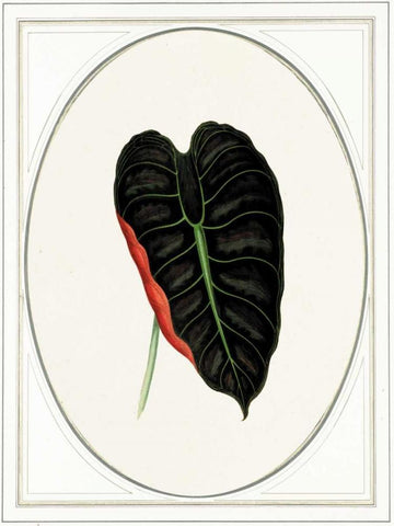 Close-up Black Ornate Wood Framed Art Print with Double Matting by Waltz, Anne